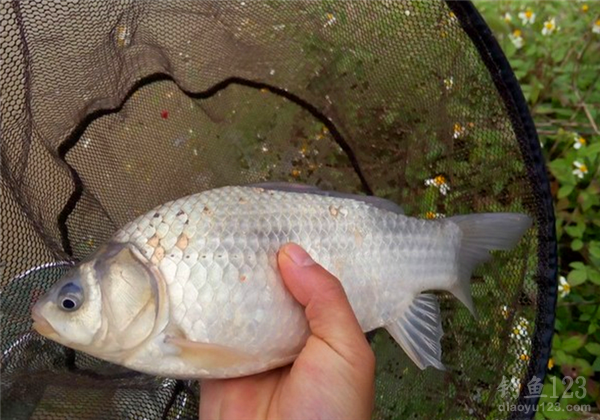 10月水庫釣魚技巧_海竿爆炸鉤水庫釣魚技巧_秋季海竿水庫釣魚技巧