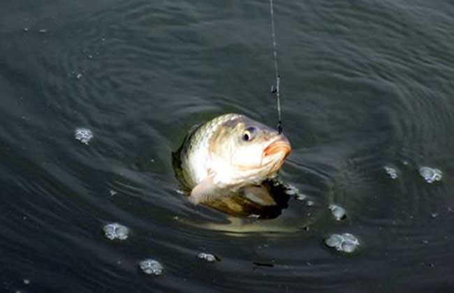 秋季海竿水庫釣魚技巧_10月水庫釣魚技巧_海竿爆炸鉤水庫釣魚技巧