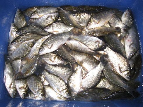10月水庫釣魚技巧_海竿爆炸鉤水庫釣魚技巧_秋季海竿水庫釣魚技巧
