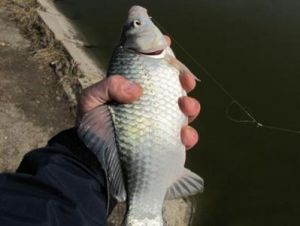 秋季海竿水庫釣魚技巧_海竿爆炸鉤水庫釣魚技巧_10月水庫釣魚技巧