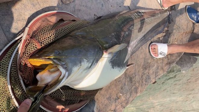 每一個(gè)大水庫里都有一條“魚王”，卻被人釣起來了