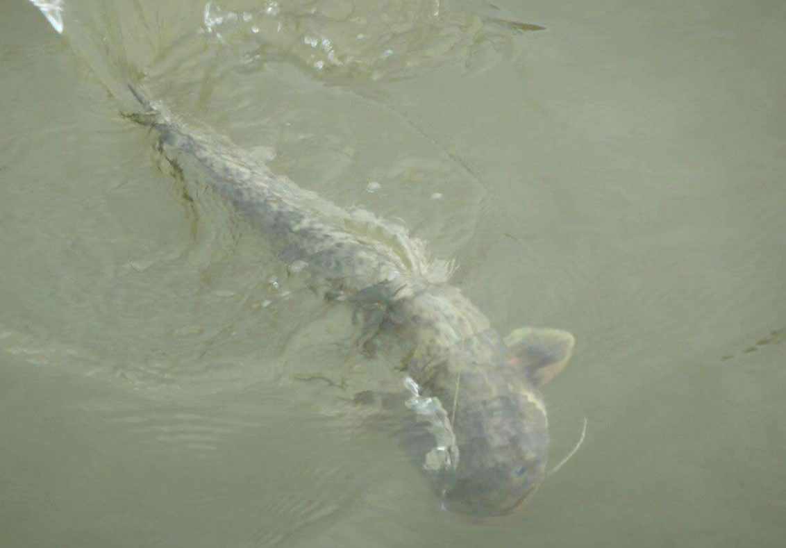 冬季水庫釣魚技巧_10月水庫釣魚技巧_10月水庫釣魚技巧