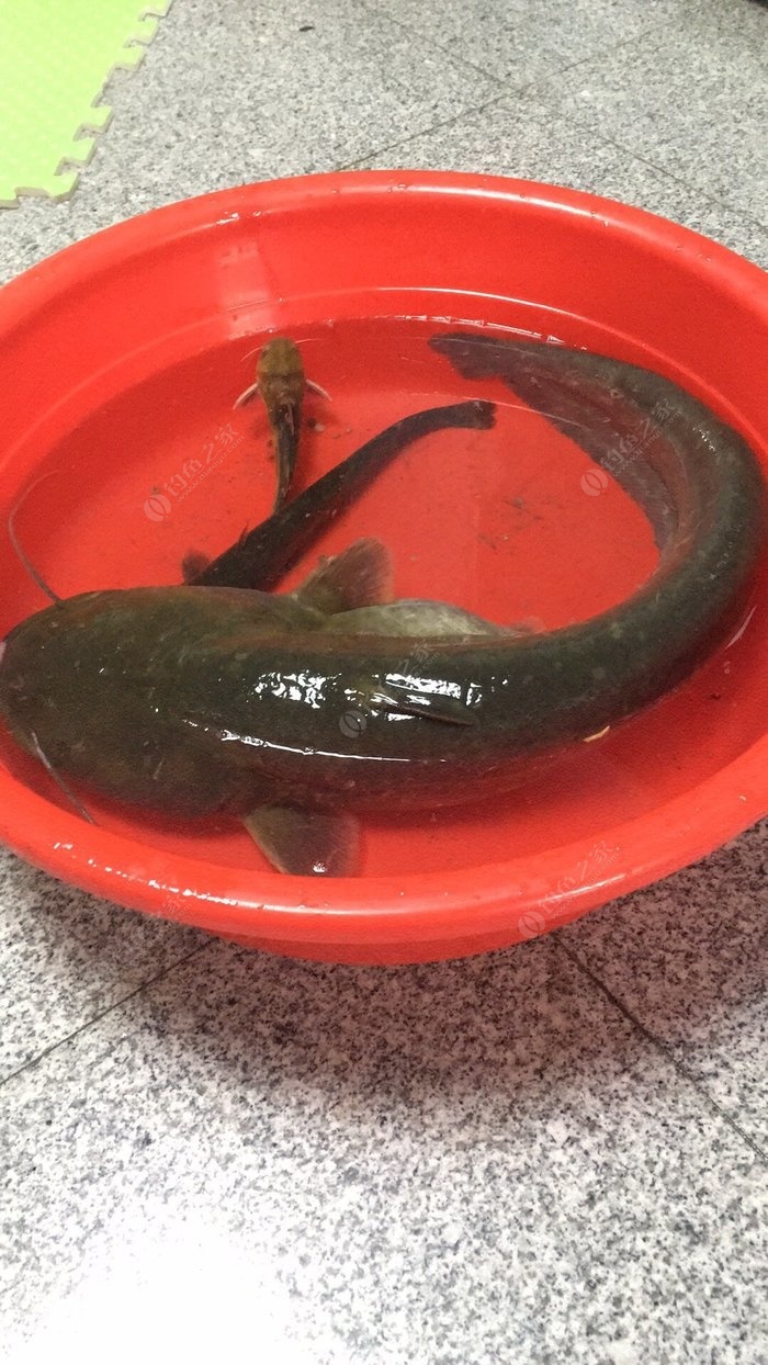 10月水庫釣魚技巧_10月水庫釣魚技巧_冬季水庫釣魚技巧