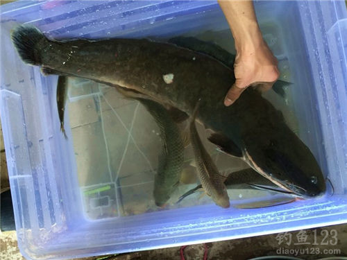 10月水庫釣魚技巧_冬季水庫釣魚技巧_10月水庫釣魚技巧