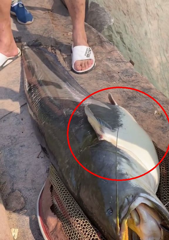 冬季水庫釣魚技巧_10月水庫釣魚技巧_10月水庫釣魚技巧