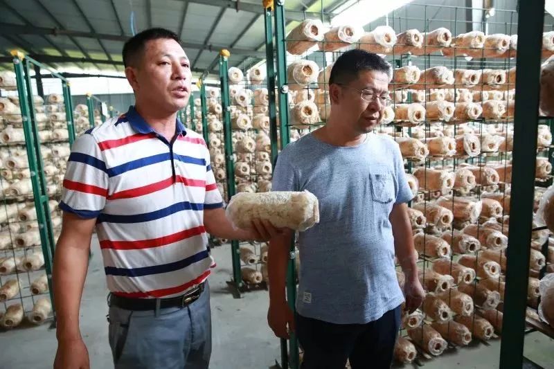 姬菇種植方法_姬菇種植視頻_波斯菊種植方法