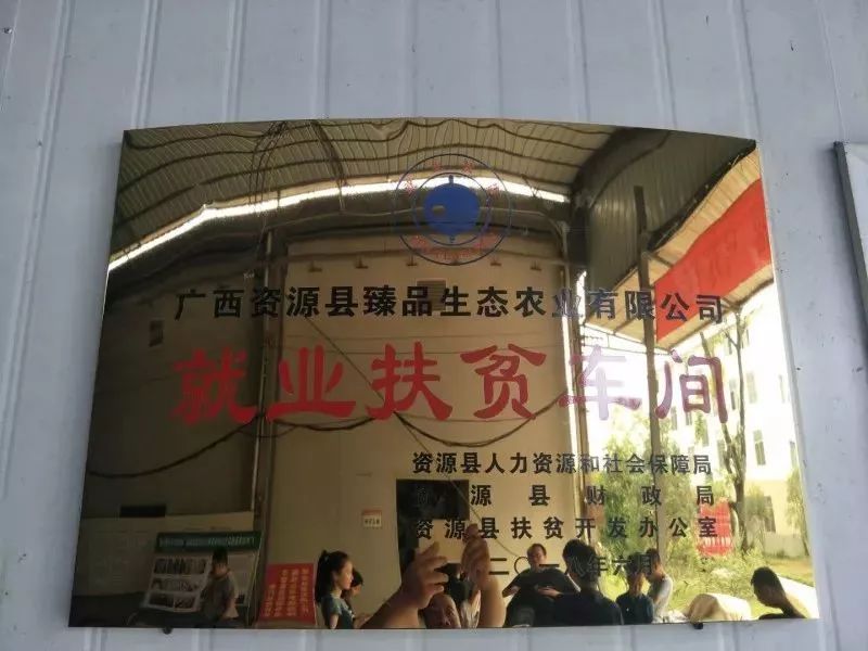 姬菇種植方法_姬菇種植視頻_波斯菊種植方法