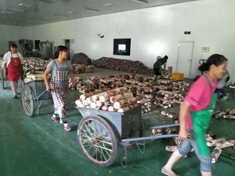 波斯菊種植方法_姬菇種植方法_姬菇種植視頻