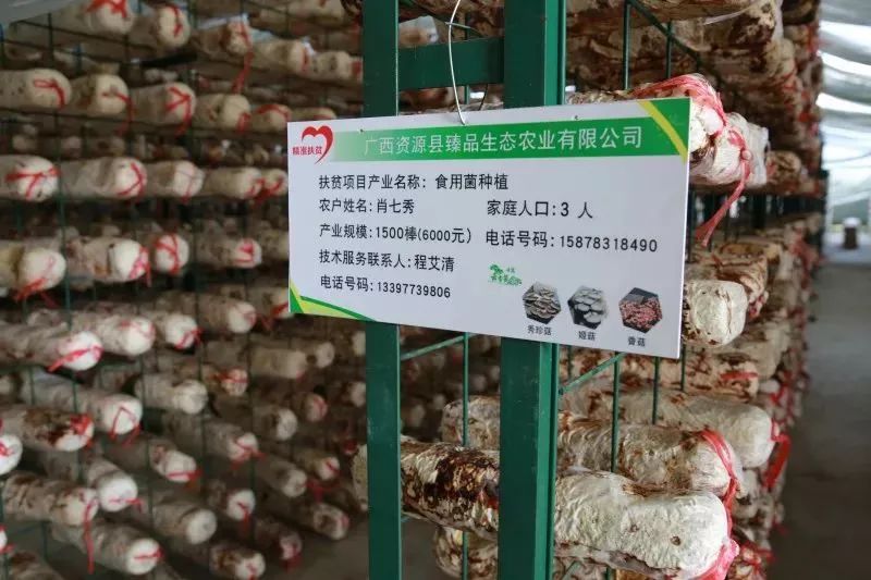 姬菇種植視頻_姬菇種植方法_波斯菊種植方法