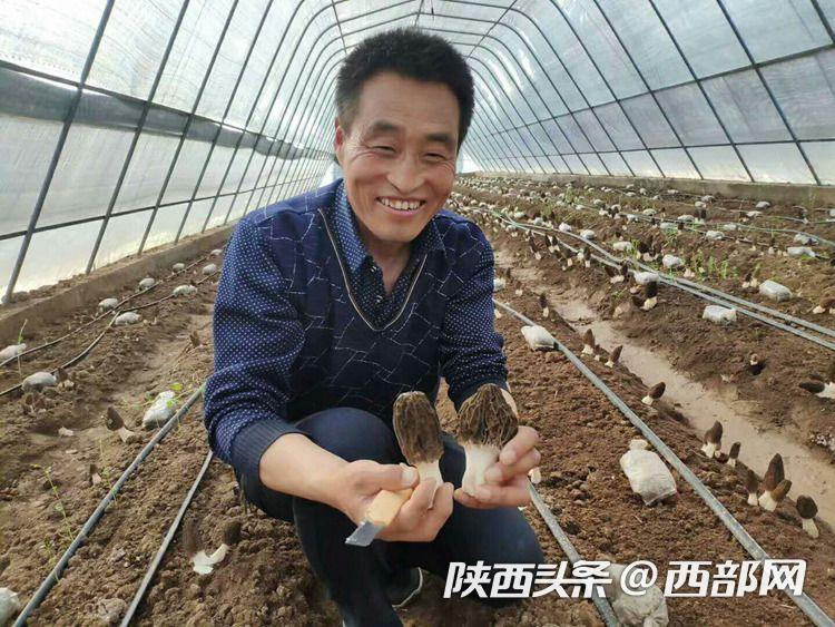 姬菇種植方法_波斯菊種植方法_姬菇種植視頻