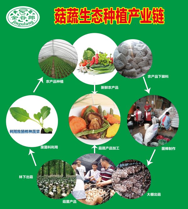 姬菇種植方法_姬菇種植視頻_富貴竹的種植方法
