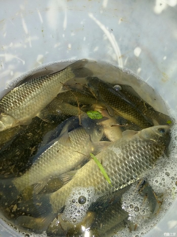 10月水庫釣魚技巧_海竿爆炸鉤水庫釣魚技巧_南方冬天水庫釣魚技巧