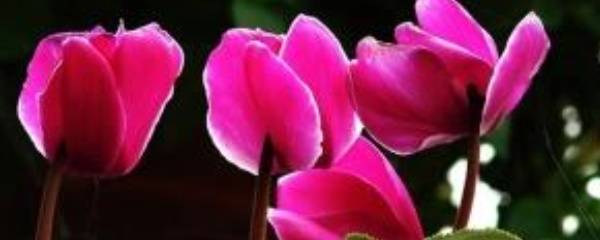 仙客來仙客來的養(yǎng)殖方法（仙客來花的花）詳情