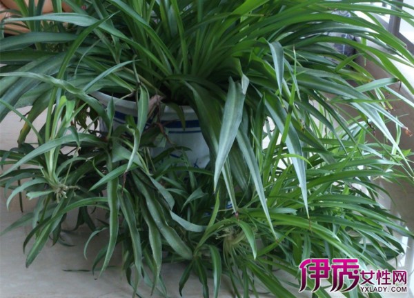 吊蘭的養(yǎng)殖方法和注意事項有哪些_青葉吊蘭的養(yǎng)殖方法和注意事項_婚紗吊蘭的養(yǎng)殖方法和注意事項