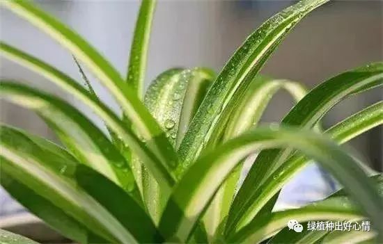 婚紗吊蘭的養(yǎng)殖方法和注意事項_吊蘭的養(yǎng)殖方法和注意事項有哪些_青葉吊蘭的養(yǎng)殖方法和注意事項