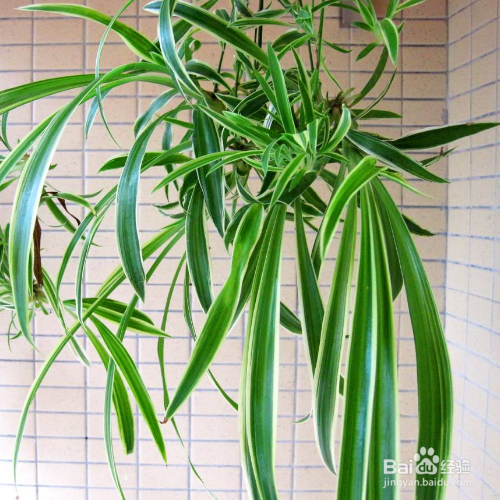 婚紗吊蘭的養(yǎng)殖方法和注意事項_青葉吊蘭的養(yǎng)殖方法和注意事項_吊蘭的養(yǎng)殖方法和注意事項有哪些