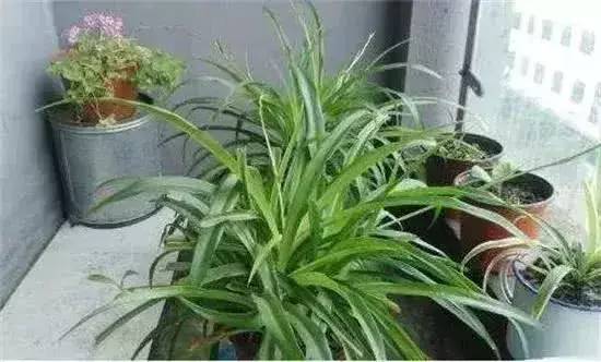 青葉吊蘭的養(yǎng)殖方法和注意事項_婚紗吊蘭的養(yǎng)殖方法和注意事項_吊蘭的養(yǎng)殖方法和注意事項有哪些
