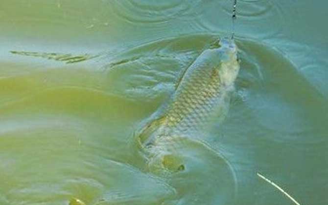 釣草魚 技巧_釣草魚技巧視頻全過程_黑坑釣草魚技巧