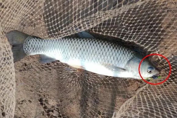釣草魚 技巧_釣草魚技巧視頻全過程_黑坑釣草魚技巧