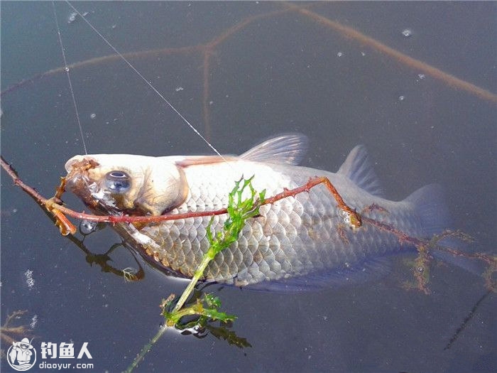黑坑釣草魚技巧_釣草魚技巧視頻全過程_釣草魚 技巧
