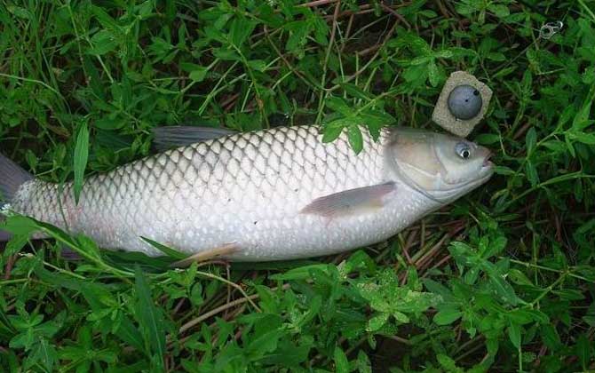 黑坑釣草魚技巧_釣草魚 技巧_釣草魚技巧視頻全過程