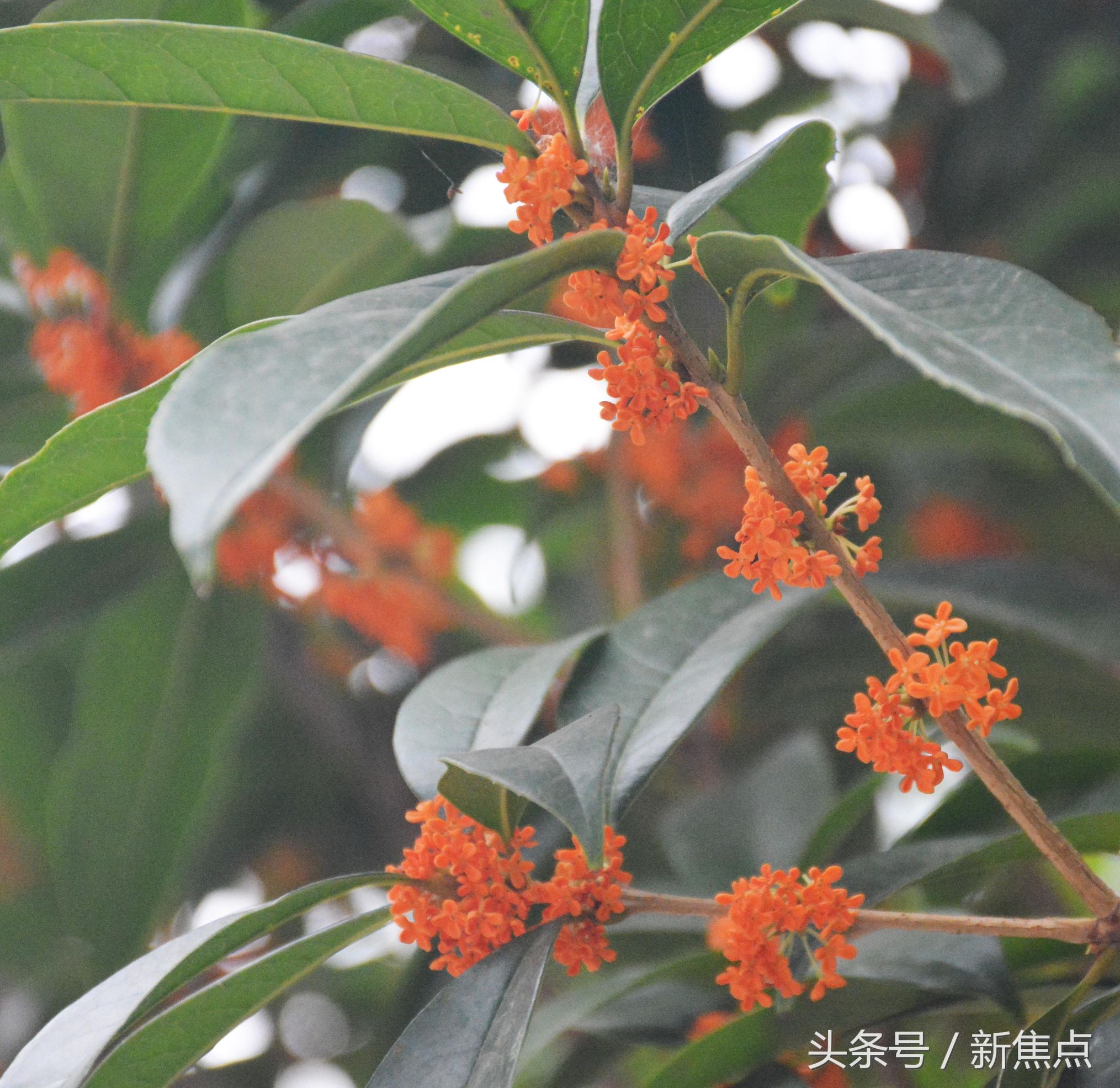 女性吃桂花的好處有哪些？桂花泡水喝好不好好處
