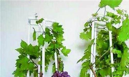 盆栽葡萄用什么土最好