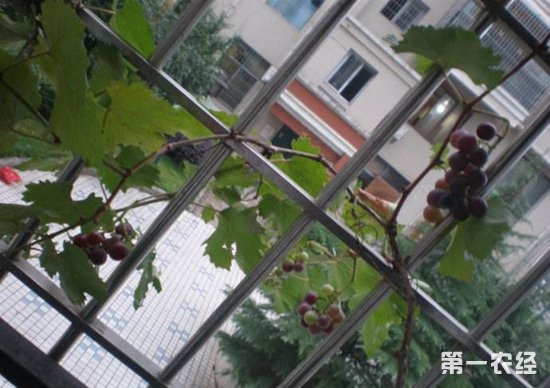 陽臺盆栽葡萄的種植方法_陽臺盆栽蔬菜圖片及種植方法_陽臺盆栽葡萄的種植方法