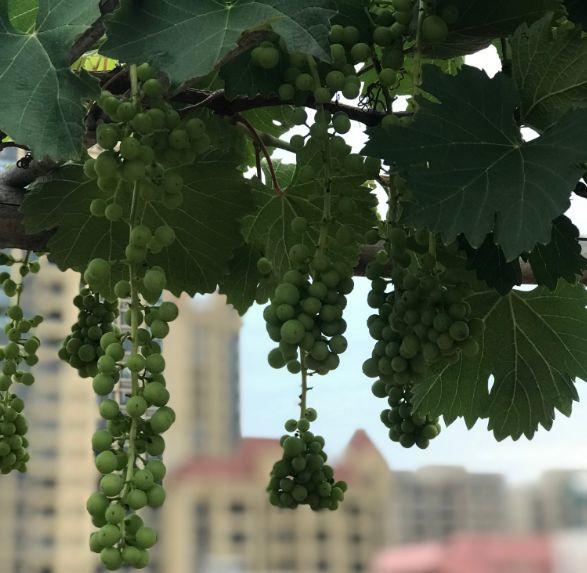 陽臺盆栽葡萄的種植方法_陽臺盆栽葡萄的種植方法_陽臺盆栽蔬菜圖片及種植方法