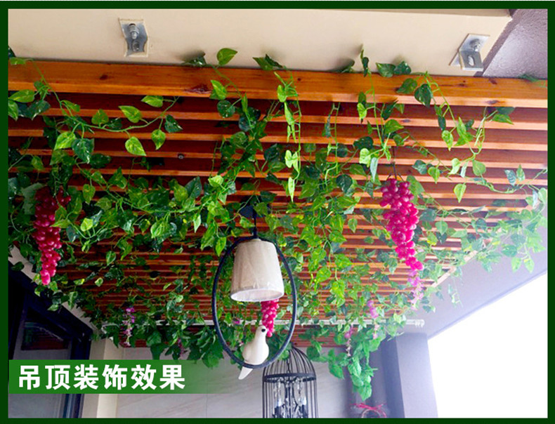 陽臺盆栽葡萄的種植方法_陽臺盆栽蔬菜圖片及種植方法_陽臺盆栽葡萄的種植方法