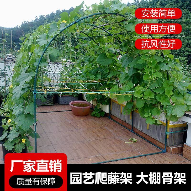 陽臺盆栽葡萄的種植方法_陽臺盆栽蔬菜圖片及種植方法_陽臺盆栽葡萄的種植方法