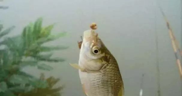 雞肝釣魚掛鉤方法圖片_釣魚掛鉤方法圖片_雞肝掛鉤方法圖片