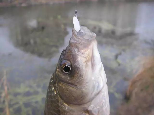 雞肝釣魚掛鉤方法圖片_雞肝掛鉤方法圖片_釣魚掛鉤方法圖片
