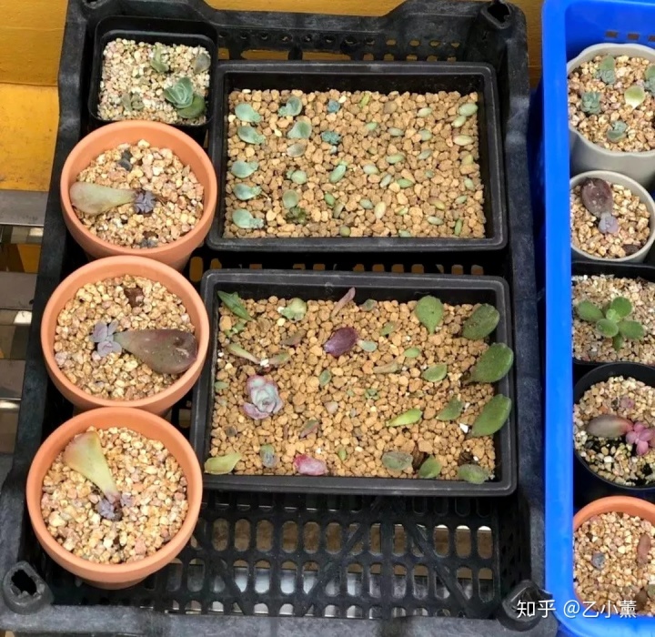 碗蓮種植方法圖解教程_碗蓮入土方法圖解_碗蓮移栽泥土方法圖解