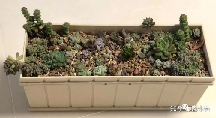 碗蓮入土方法圖解_碗蓮種植方法圖解教程_碗蓮移栽泥土方法圖解