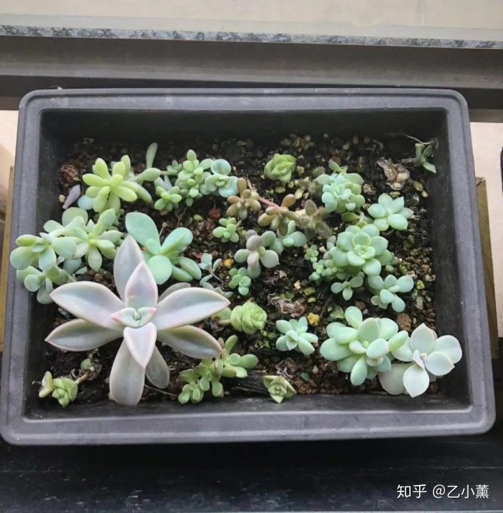 碗蓮入土方法圖解_碗蓮種植方法圖解教程_碗蓮移栽泥土方法圖解
