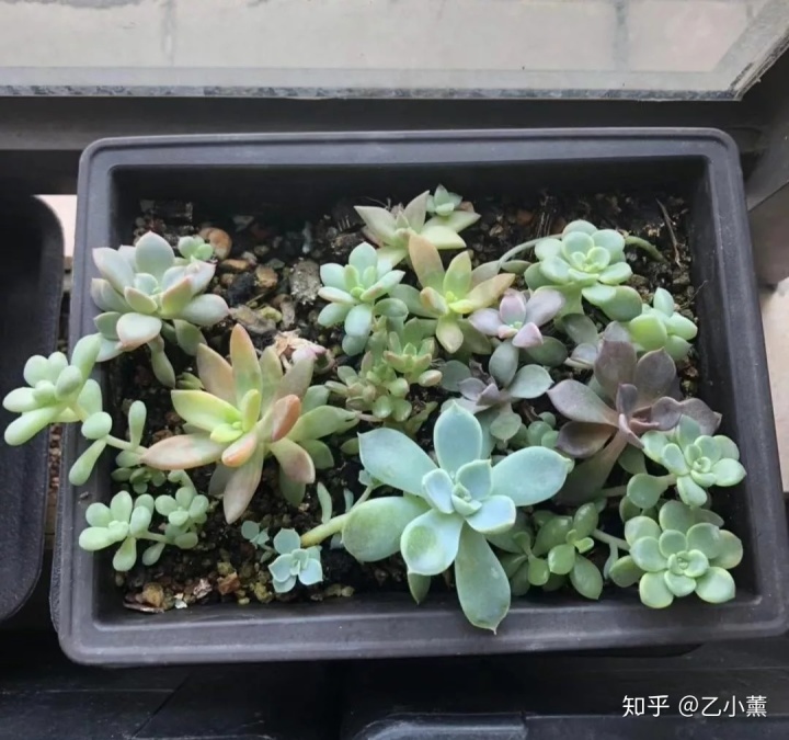 碗蓮種植方法圖解教程_碗蓮移栽泥土方法圖解_碗蓮入土方法圖解
