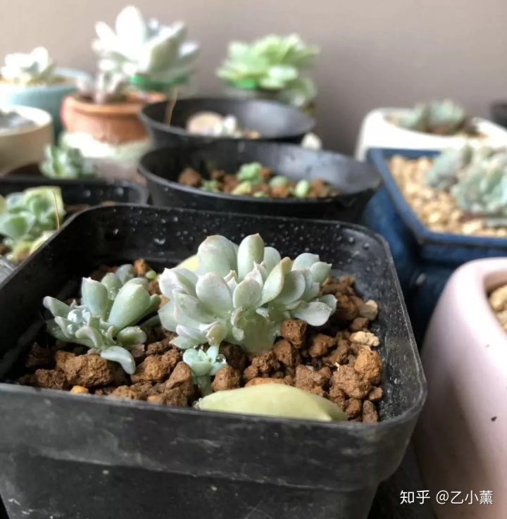 碗蓮移栽泥土方法圖解_碗蓮種植方法圖解教程_碗蓮入土方法圖解