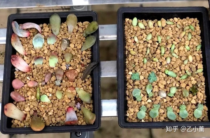 碗蓮移栽泥土方法圖解_碗蓮種植方法圖解教程_碗蓮入土方法圖解