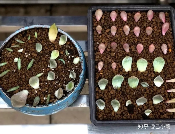 碗蓮移栽泥土方法圖解_碗蓮種植方法圖解教程_碗蓮入土方法圖解