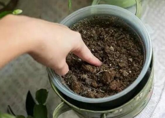 碗蓮種植方法圖解教程_碗蓮入土方法圖解_碗蓮移栽泥土方法圖解