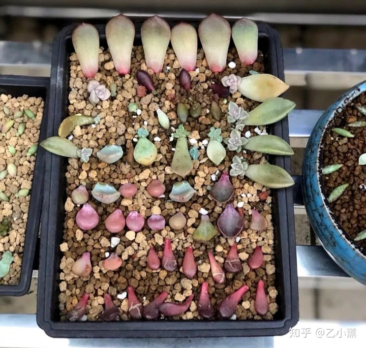 碗蓮移栽泥土方法圖解_碗蓮種植方法圖解教程_碗蓮入土方法圖解