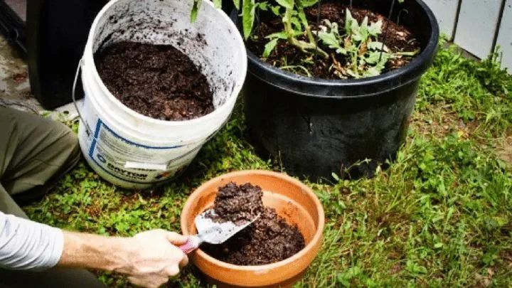 碗蓮種植方法圖解教程_碗蓮移栽泥土方法圖解_碗蓮入土方法圖解