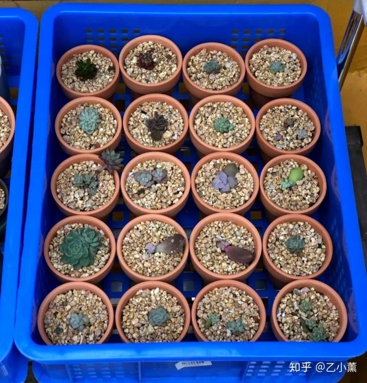 碗蓮移栽泥土方法圖解_碗蓮種植方法圖解教程_碗蓮入土方法圖解