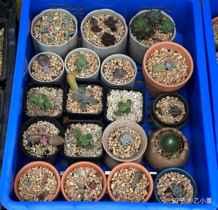 碗蓮移栽泥土方法圖解_碗蓮入土方法圖解_碗蓮種植方法圖解教程