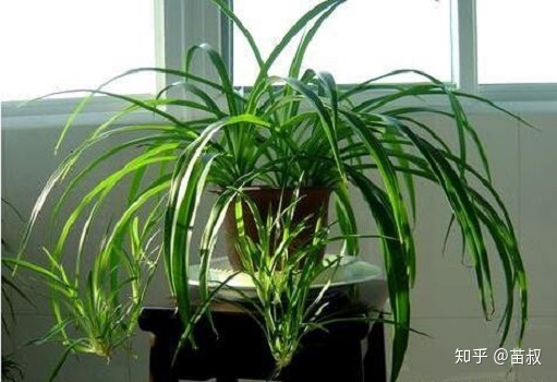 苗叔：綠植養(yǎng)護(hù)交流工具——分分種爆盆！