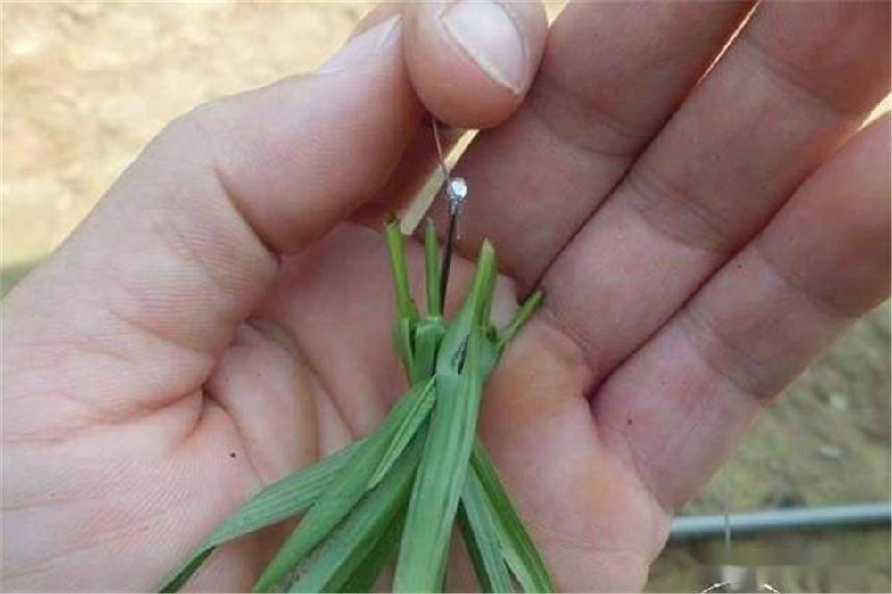 釣草魚調漂技巧大全_黑坑釣草魚調漂技巧_掛玉米粒釣草魚調漂怎么調