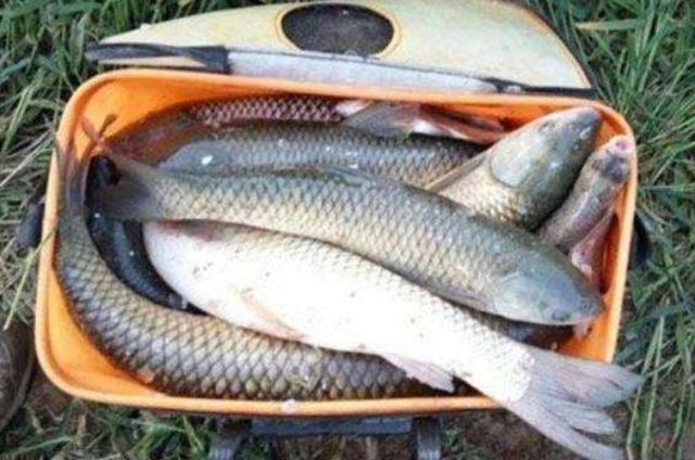 不吹不黑，治服草魚唯獨這釣法才最管用