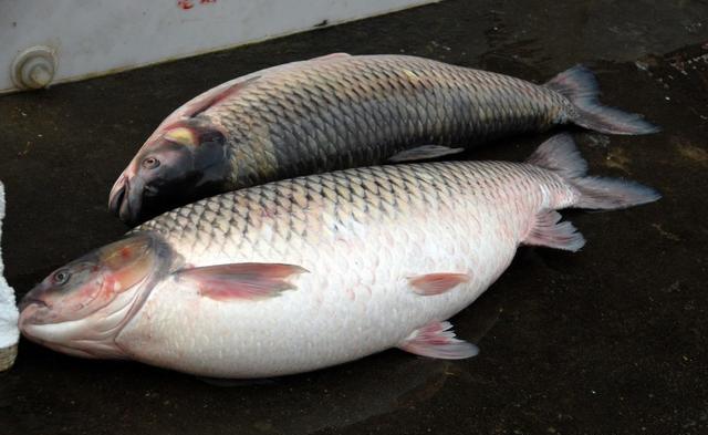 釣草魚配餌思路，餌料在夏天屢試不爽，越熱越有效