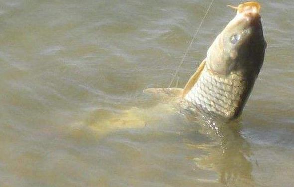 如何釣鯉魚魚餌配方又是什么呢?帶著這些問題，我們一起去文章中看一看